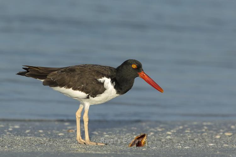 Oystercatcher w Acrylic Front by Jim Miller